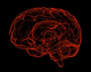 computer graphic image of a brain: red lines against a black background (topic: introduction to brain activity)